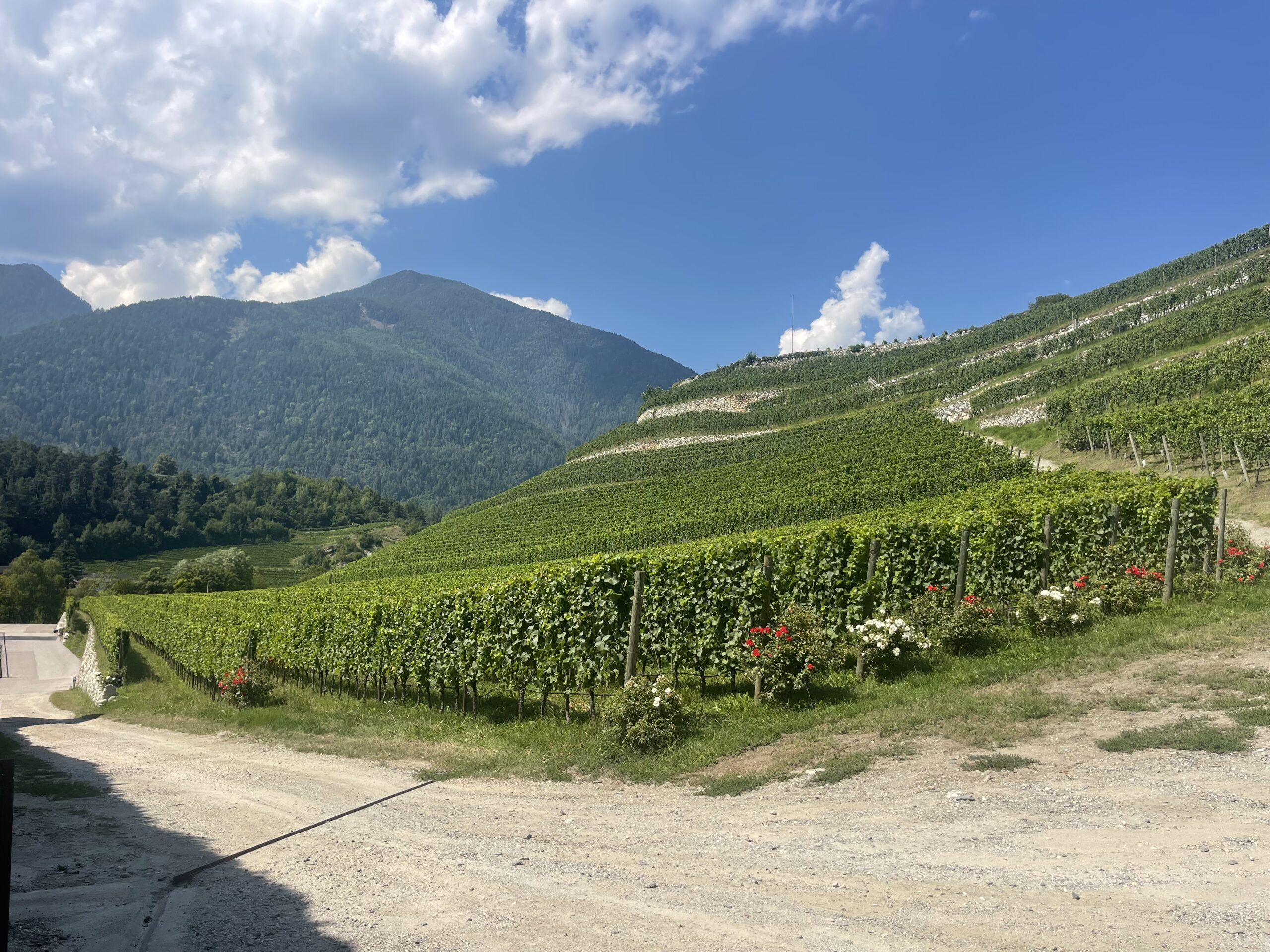 Hidden Wines of Trentino-Alto Adige to Savor